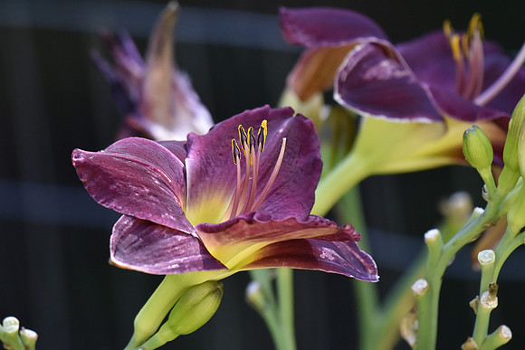 day Lily 66