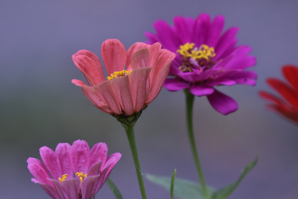 Zinnias 445