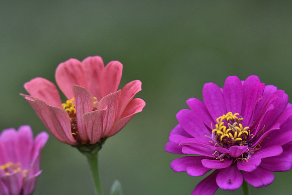 Zinnias 998