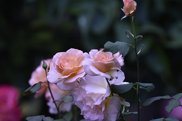 Peach Rose