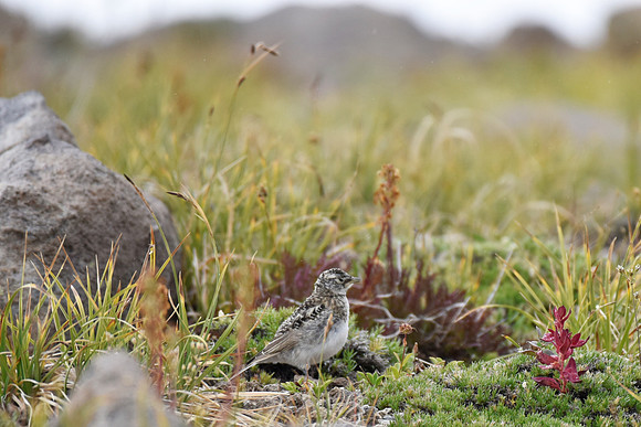 Juvenile Horned Lark JWP