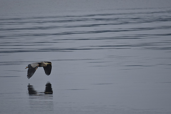 Heron in flight