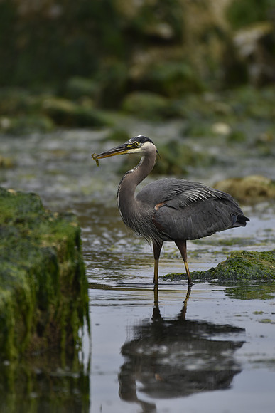GBH 7