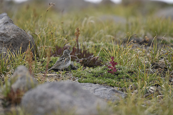 Horned Lark Juv 7