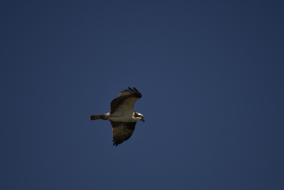 Osprey in Flight