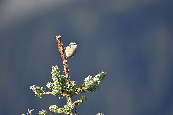 Red-breasted Nuthatch 10