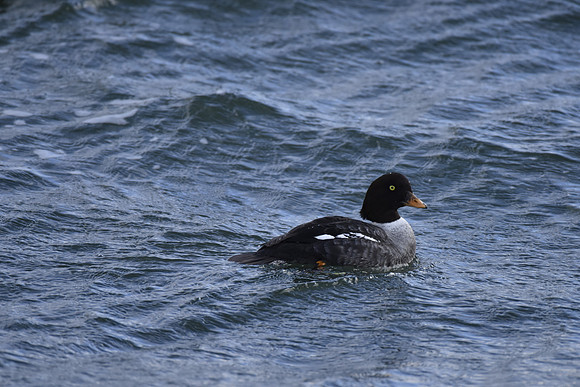 Barrow's Goldeneye 4