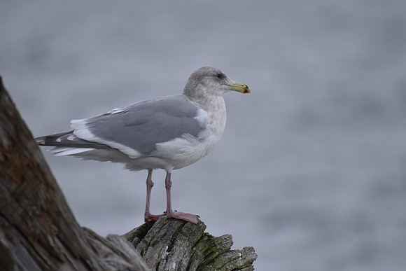 California Gull