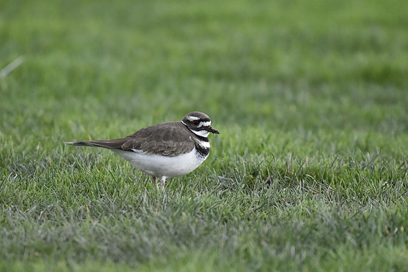 Killdeer 5