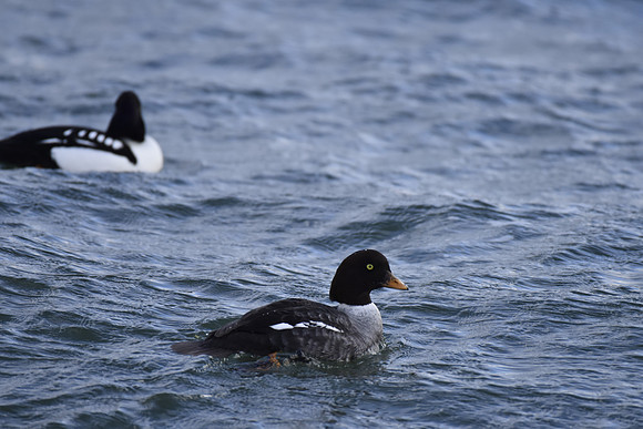 Barrow's goldeneye - female