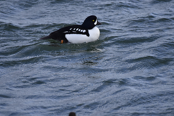 Barrow's Goldeneye