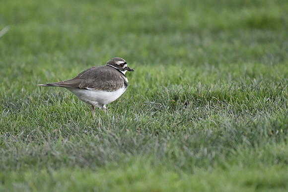 Killdeer