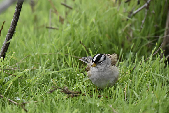 White-crowned Sparrow