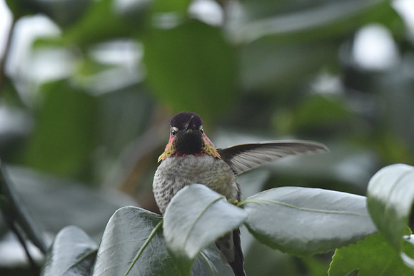 Anna's hummingbird - male sentry