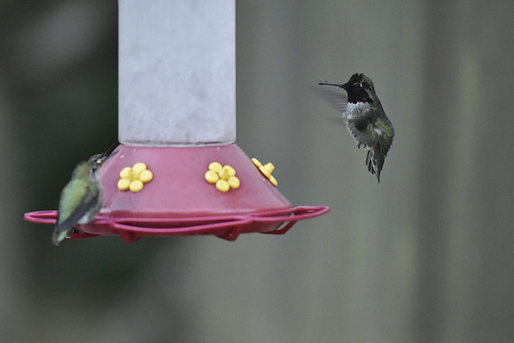 Anna's Hummingbirds at the feeder
