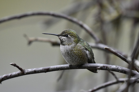 Anna's Hummingbird 2 -male