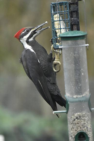 Pileated Woodpecker - female