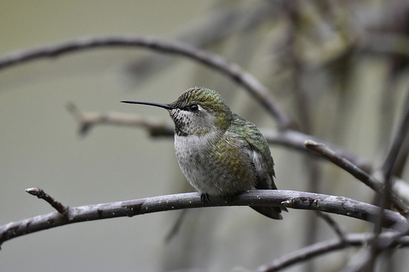 Anna's hummingbird- Male