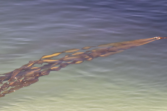 Bull Kelp