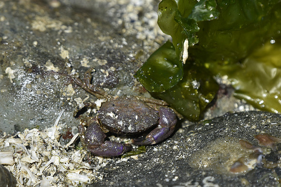 Purple Shore Crab 99