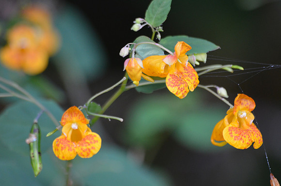 Jewel Weed 6