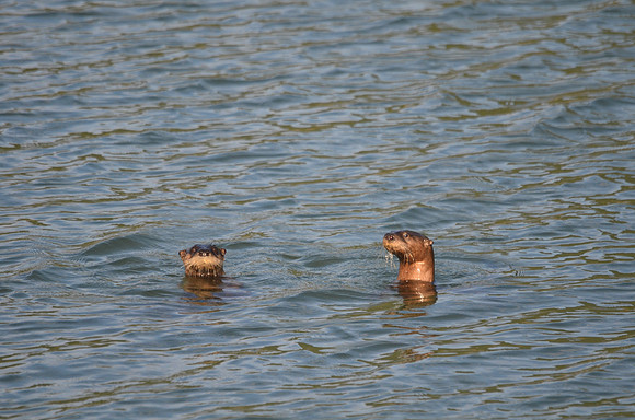 2 River Otters 334