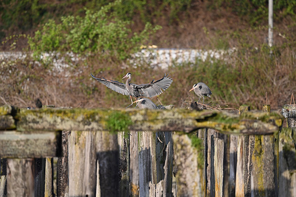Great Blue Heron bringing nesting material to mate