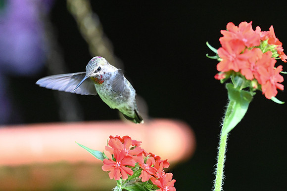 Male Anna's HB