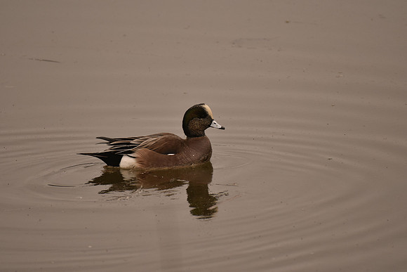 Am Wigeon