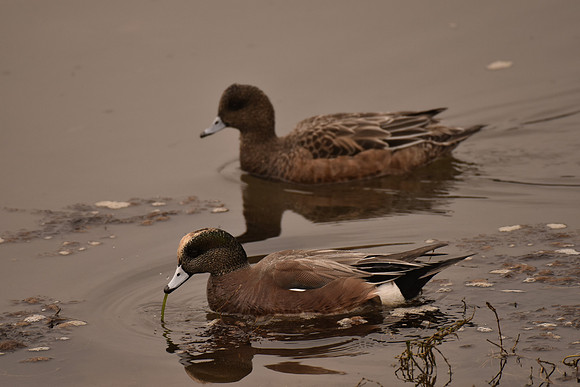 Am Wigeon pair