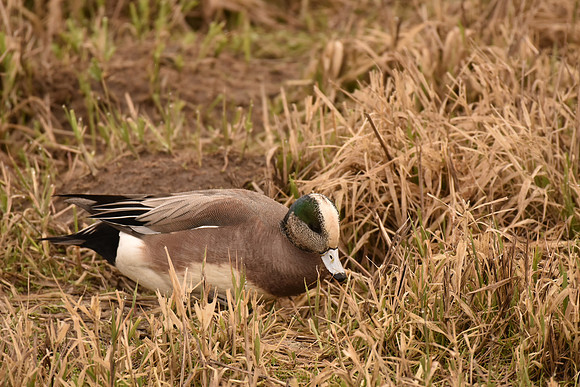 Am Wigeon G7