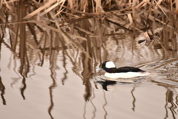 Bufflehead