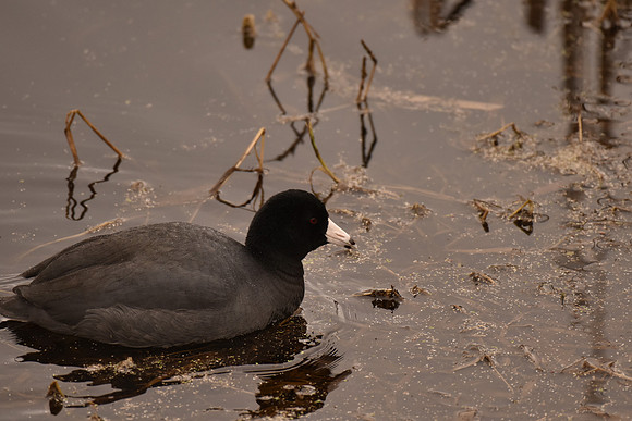 Am Coot