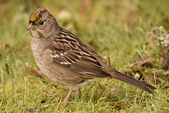 Golden-crowned Sparrow  1st winter