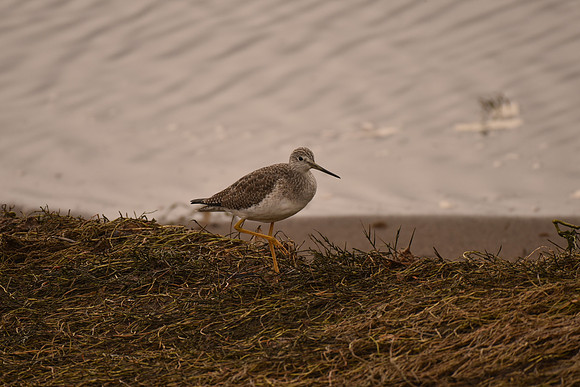 Greater Yellowlegs 2