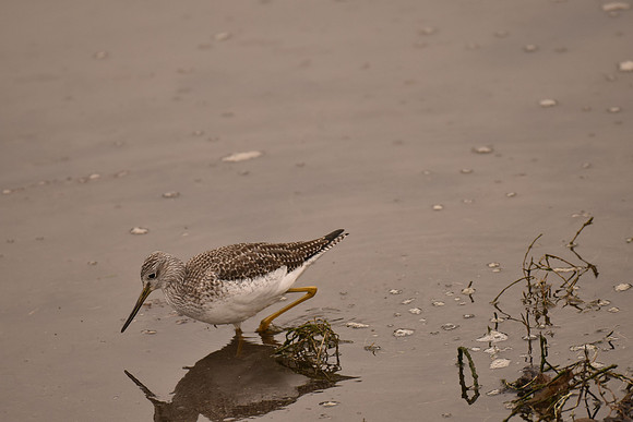 Greater Yellowlegs G$