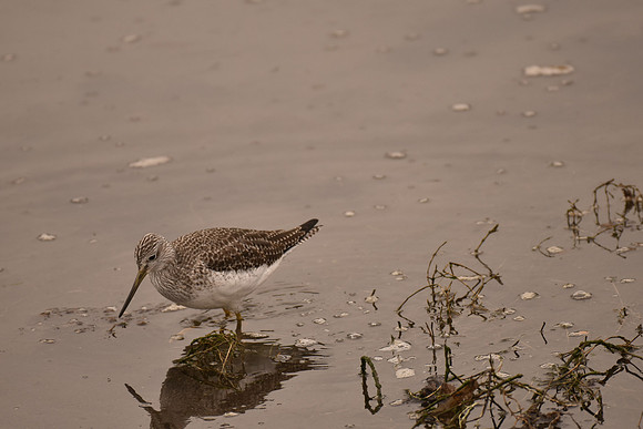 Greater Yellowlegs G2