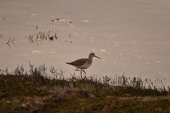 Greater Yellowlegs