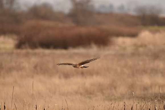 N. Harrier 8
