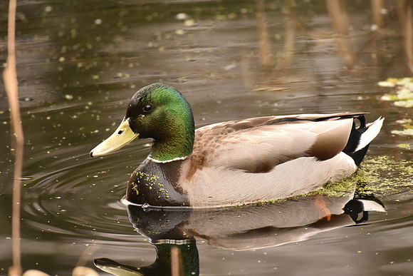 Mallard Duck 2