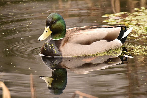 Mallard Duck