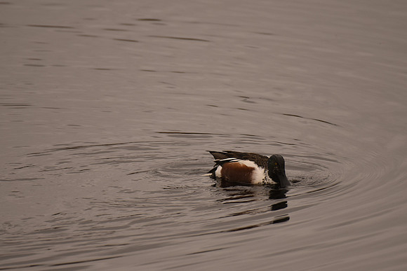 Northern Shoveler