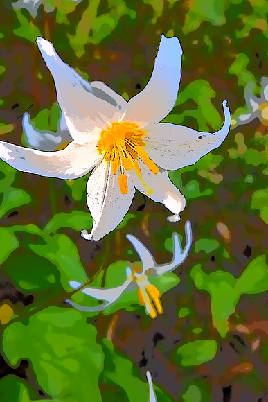 Avalanche Lilies J