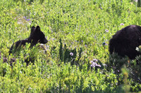 Black Bear Cub following sow
