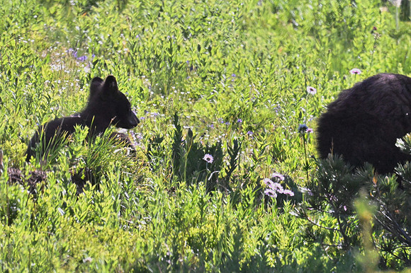 Black Bear Cub following sow