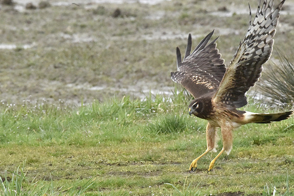 Female Norther Harrier