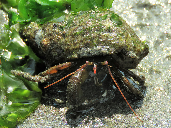 7-4-19 0432 Hermit Crab