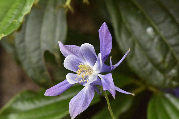Purple Columbine