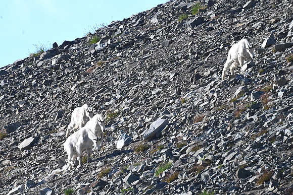 Mt Goats Mt Fremont
