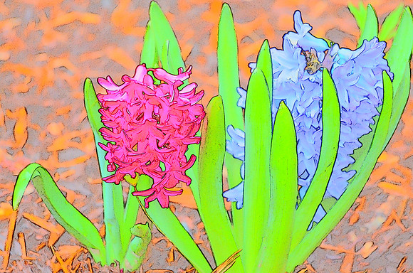 Hyacinths